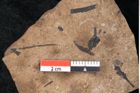 Foto (Detailansicht) von Araucaria sternbergii Goeppert (NHMW-GEO-2024-0188-8280)